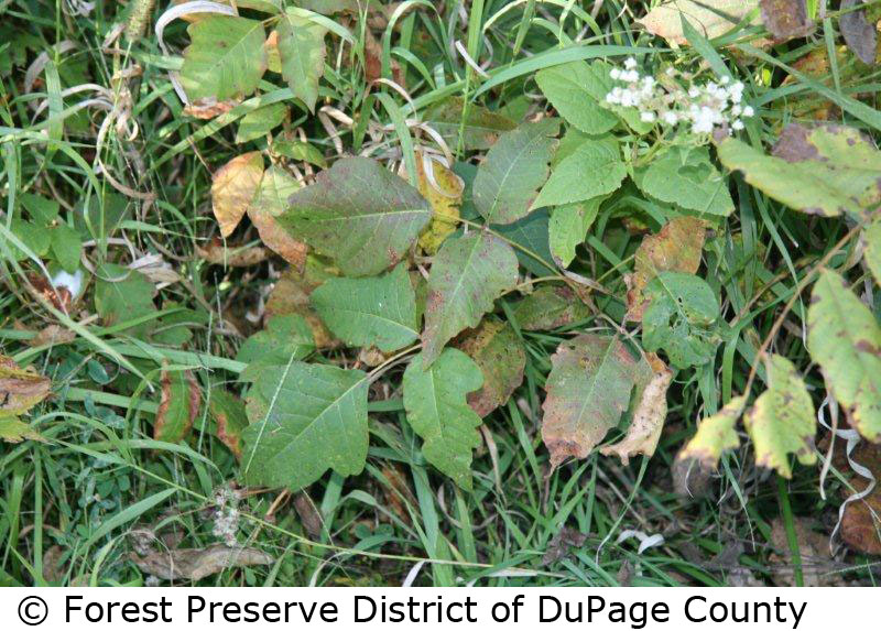 © Forest Preserve District of DuPage County