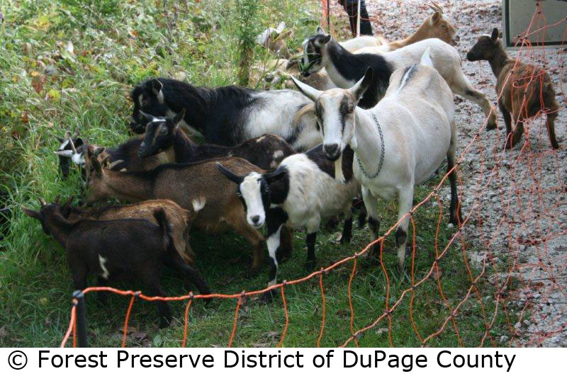 © Forest Preserve District of DuPage County