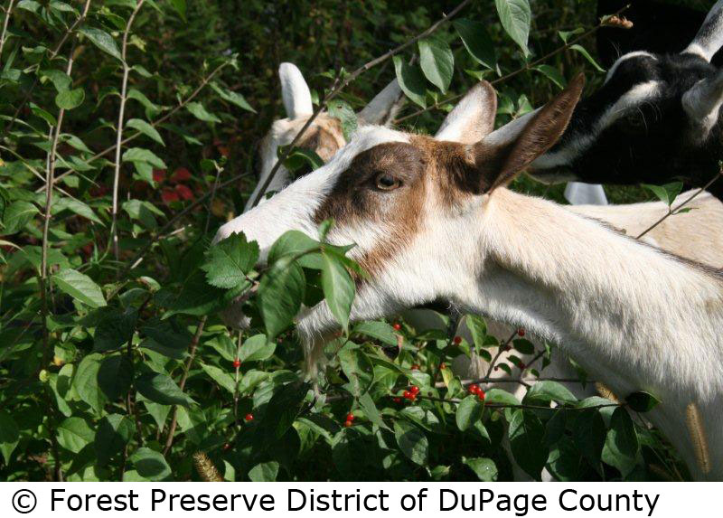 © Forest Preserve District of DuPage County